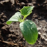 Kako posaditi sjeme krastavca za rasad